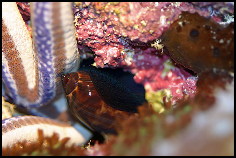 690_cowrie1.jpg