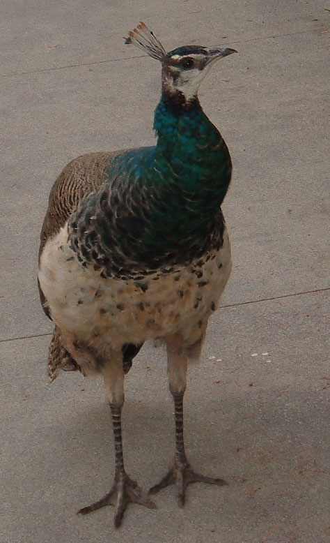 Mayuuraa-peahen.jpg