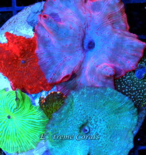 dicsosoma-blog2.jpg