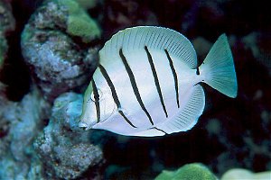 acan-trio2_small.jpg
