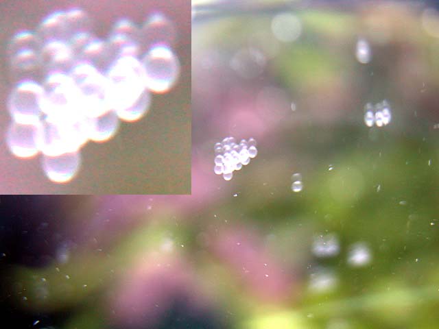 mandarin_eggs_2.jpg
