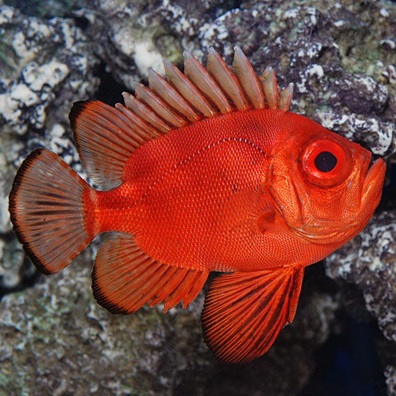 lg_89040_Popeye_Catalufa_Soldierfish.jpg