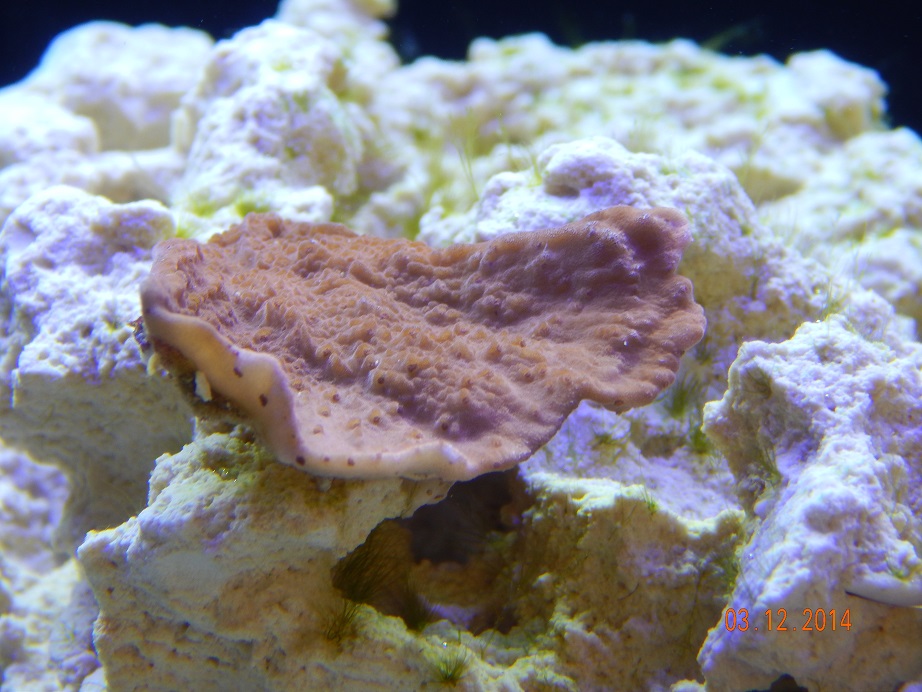 coral_montipora.jpg