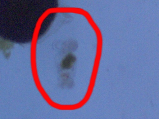 rotifer_200x.jpg