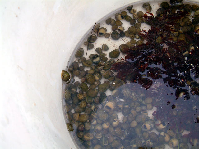 nerite_hunt2.jpg