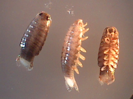 3isopods1-TO.jpg