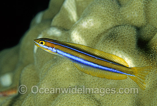 24M1088-157-blue-lined-sabretooth-blenny.jpg