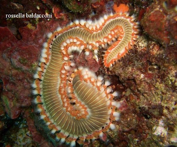 2007123173436_hermodice%20carunculata.jpg