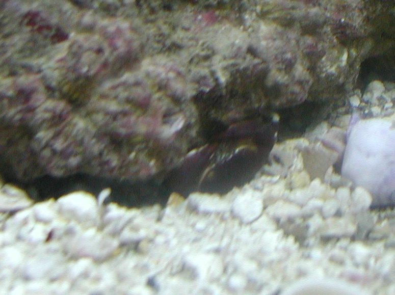 redcrab.jpg