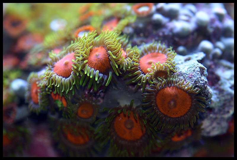 461_zoa.jpg