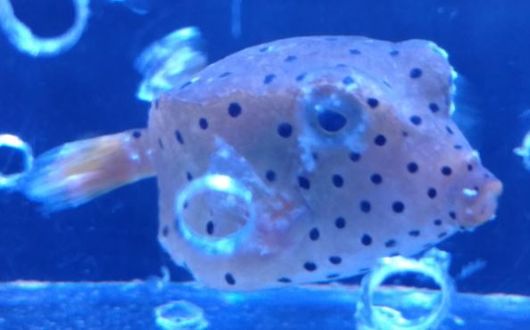 boxfish1.jpg
