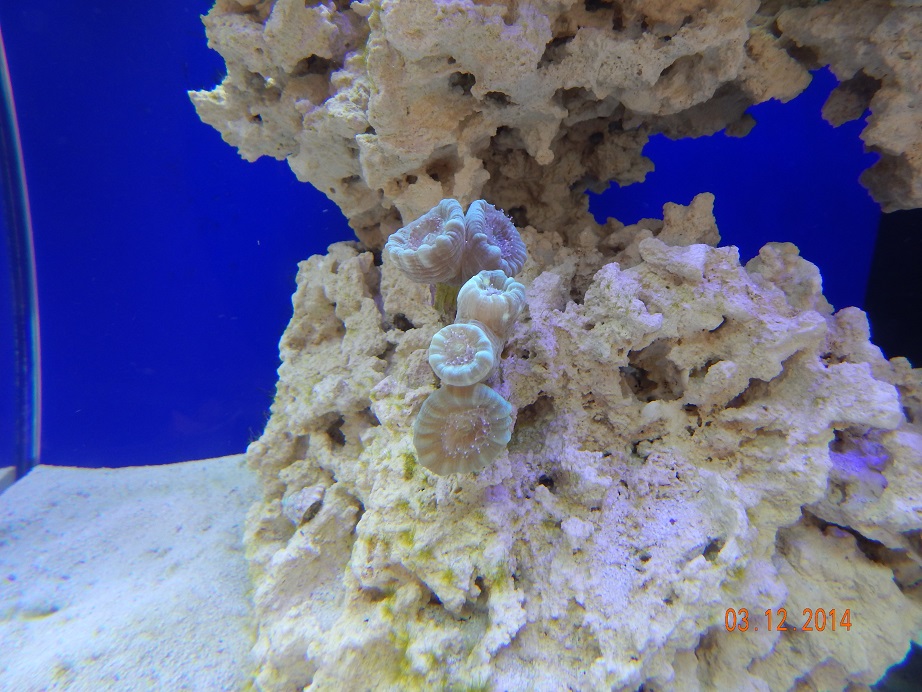 coral_candycane.jpg