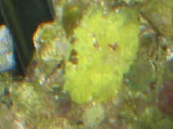 Sponge_hobbyist_yellow.JPG