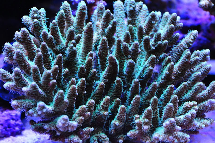 DSC_3162.JPG