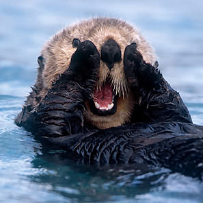 seaotter.jpg