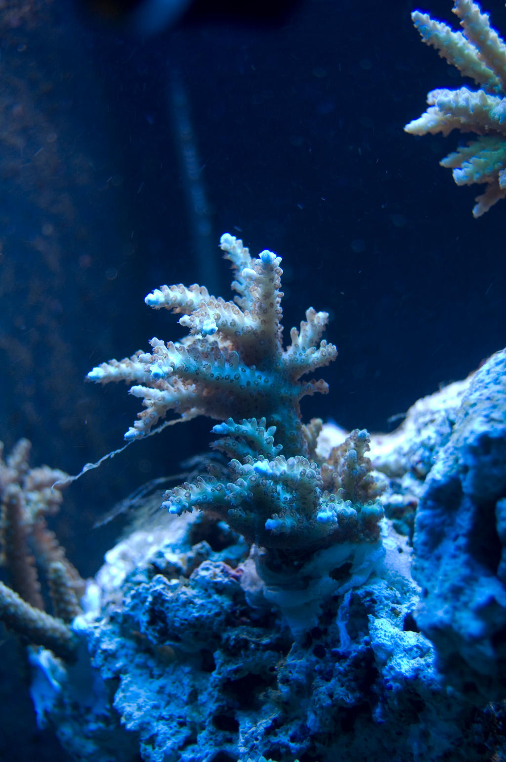 Curly_Acro02_by_Logzor.jpg