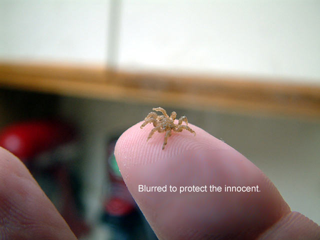 spider1.jpg