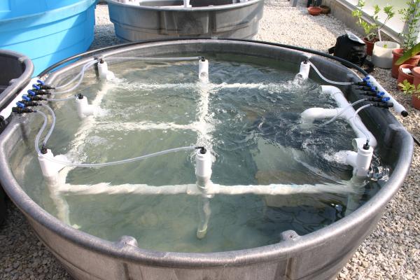 water%20cell.jpg