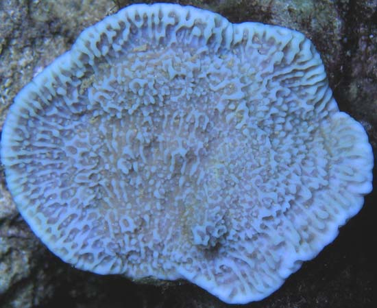 limitededition_ponapebluemonti.jpg