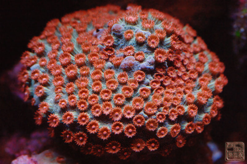 D2X_0958.jpg