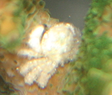 acro_crab.jpg