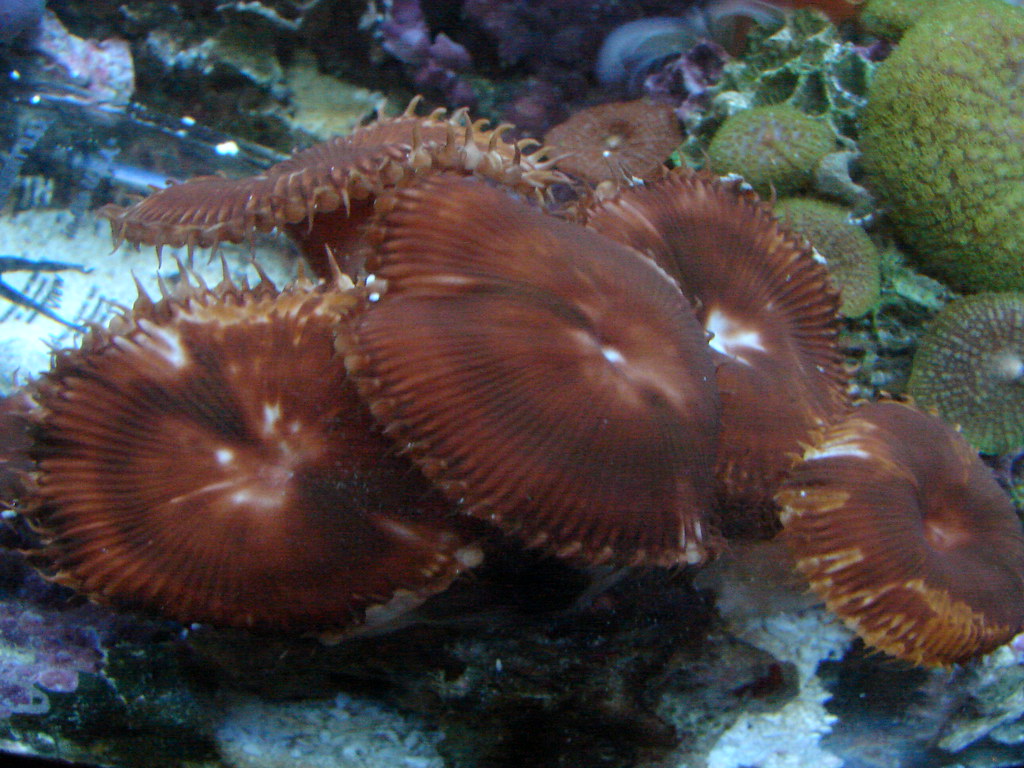 4347197663_efcff576f1_b.jpg