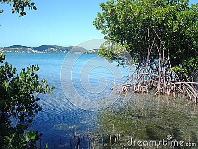 mangrove-view-puerto-rico-caribbean-734273.jpg