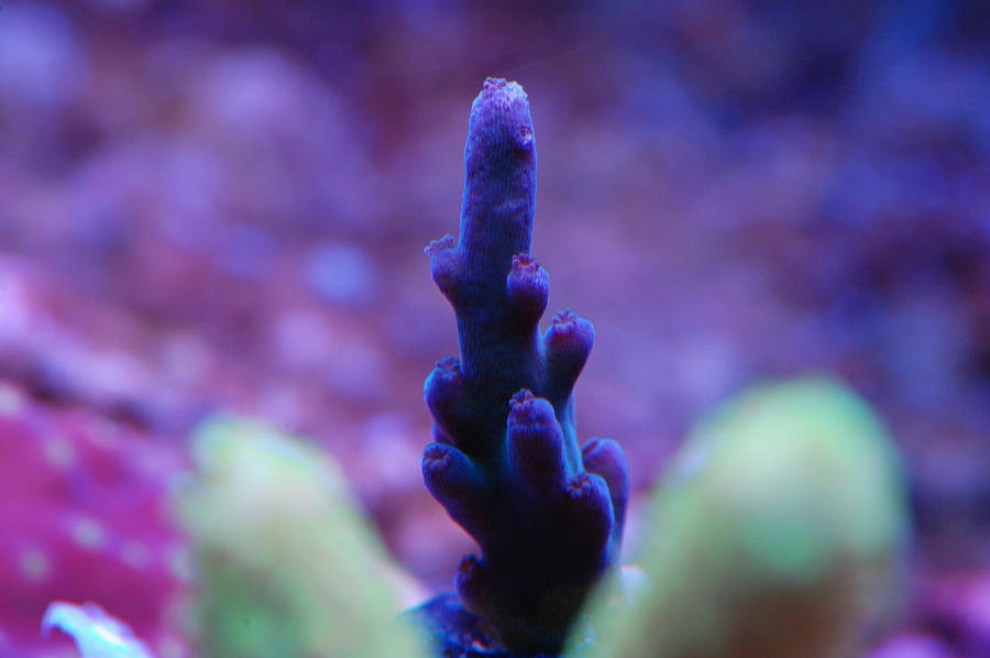 Blue_Iris_Acropora_by_Logzor.jpg