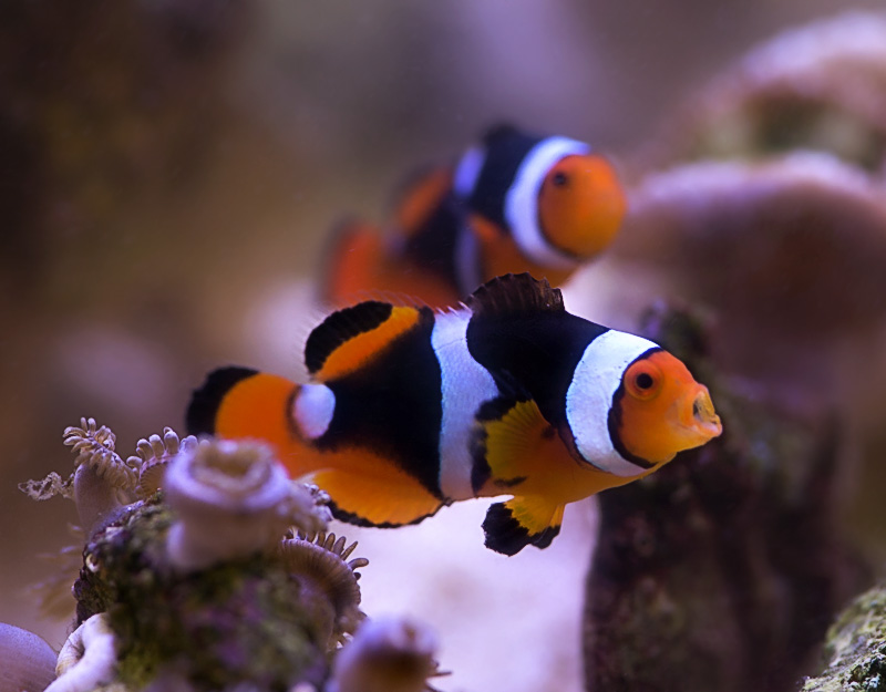 onyx_clowns_070816.jpg