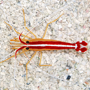 p78348ScarletSkunkClaenerShrimp.jpg