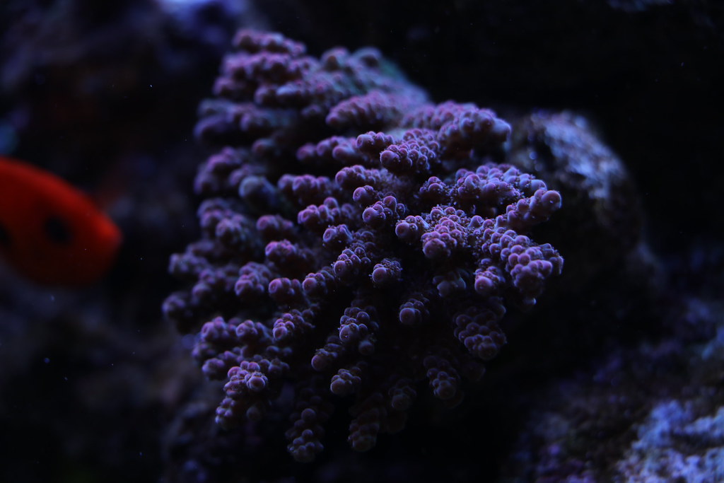 29403130684_56d4f69627_b.jpg