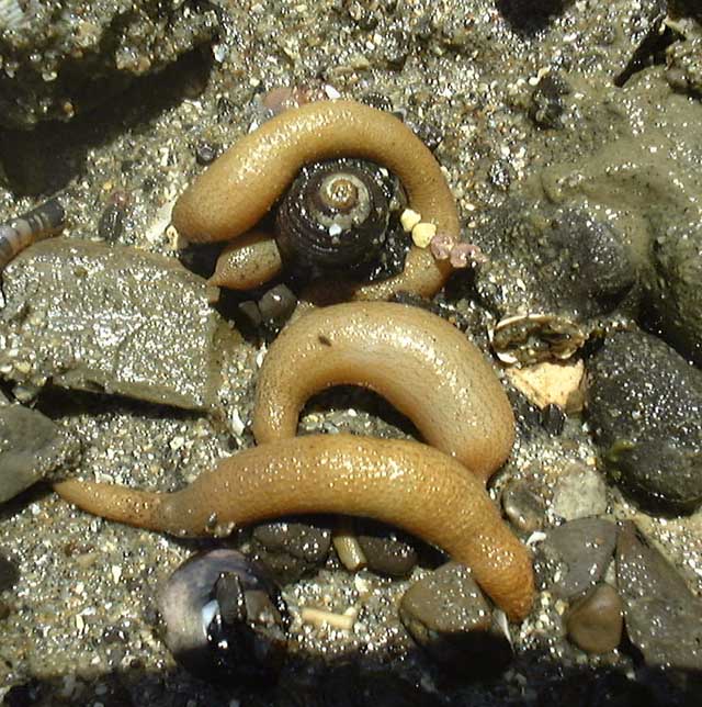 sipunculids_big.jpg