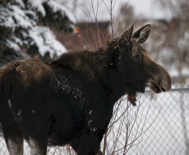 Dsc01723moose-vi.jpg