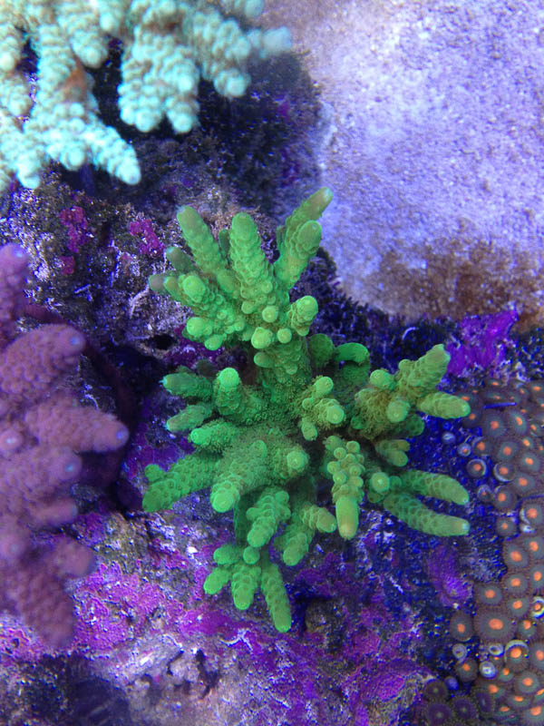 Reef_080713_002.jpg