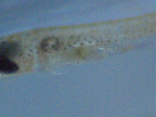RSB_66_9.jpg