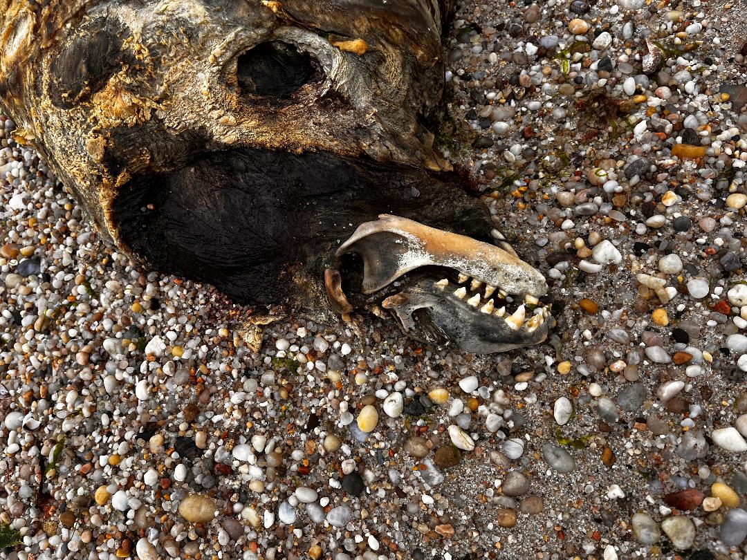 Sea Lion head.jpg
