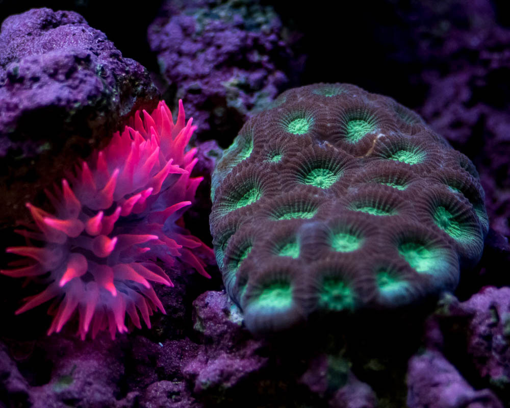 RBTA%20and%20Coral.jpg