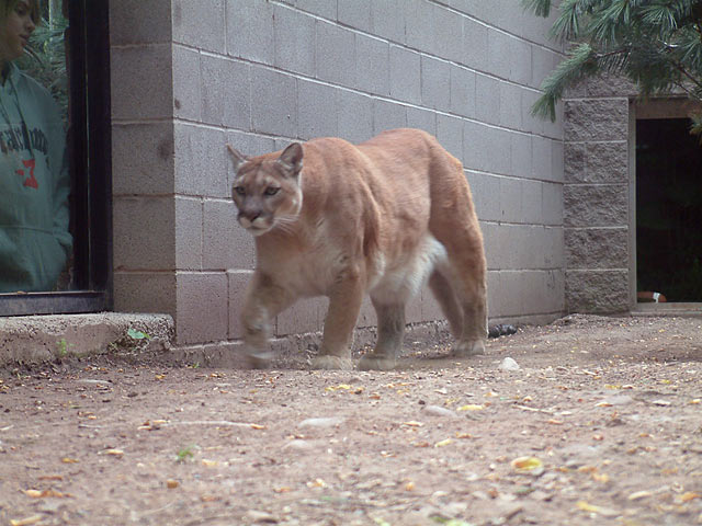 cougar1.jpg