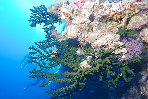 300px-Tubastraea.jpg