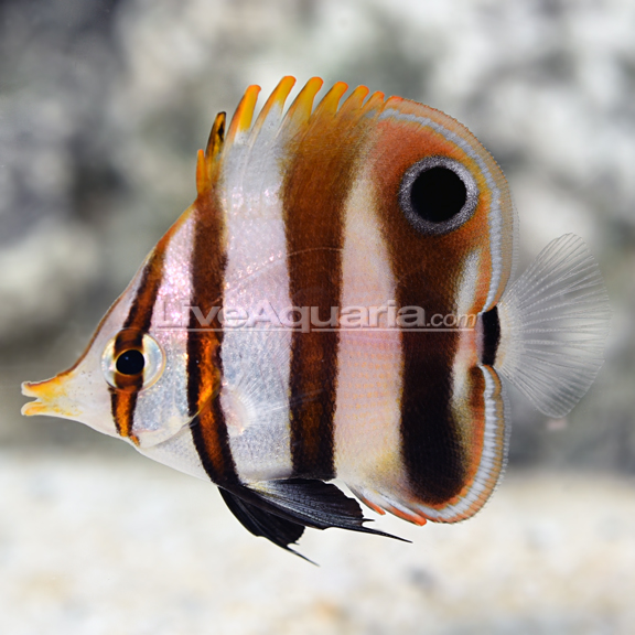 lg-0627161-177Chelmonmuelleri.jpg