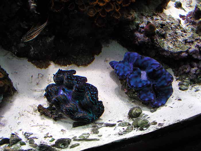 clams%205.jpg