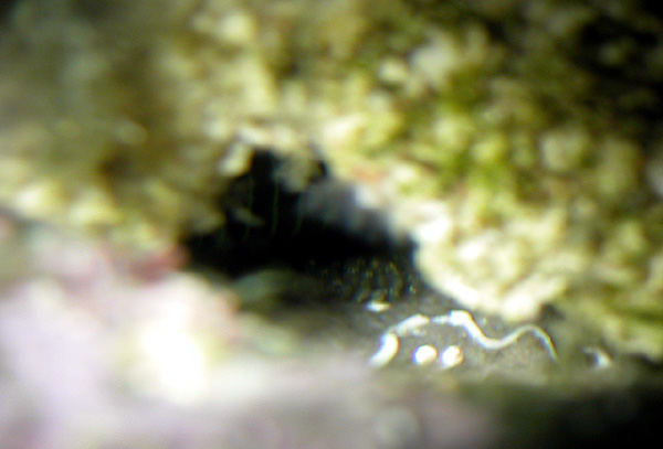 DSCN3291_gbgeggs.jpg