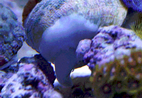508_clam_anim.gif