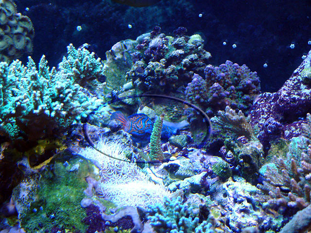 blue_mandarin_0409.jpg