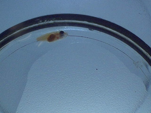 perc_91_1.jpg