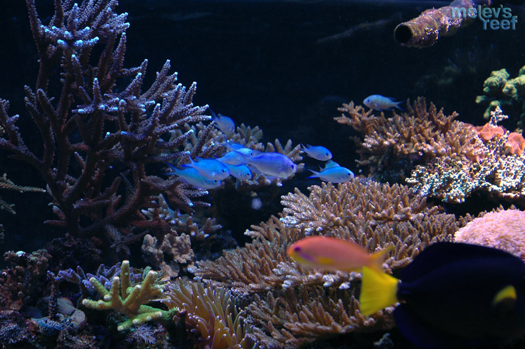 reefshot_chromis_d70.jpg