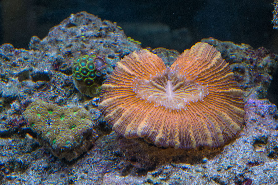 50g_20130904_5.jpg