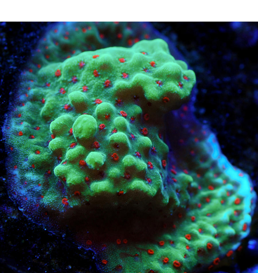 Moonrise_Montipora_Macro1_by_Logzor.jpg