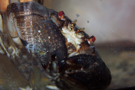crab8-vi.jpg