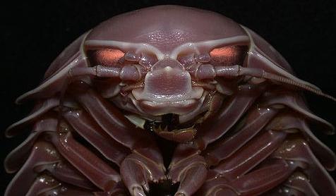 20060513-bathynomus_cf_gigas.jpg